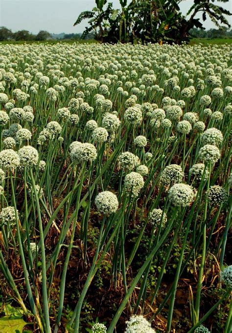 onion flower plant