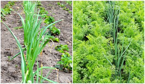 onions and beans companion planting