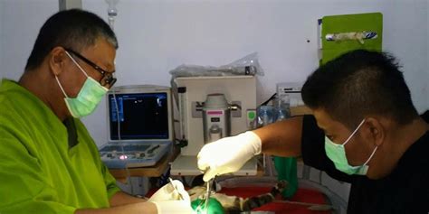 Operasi Dokter Hewan Jakarta Pusat