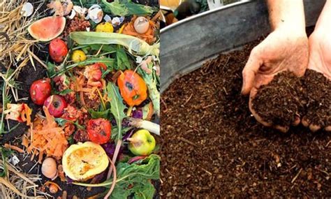 optimalkan sampah organik untuk kompos