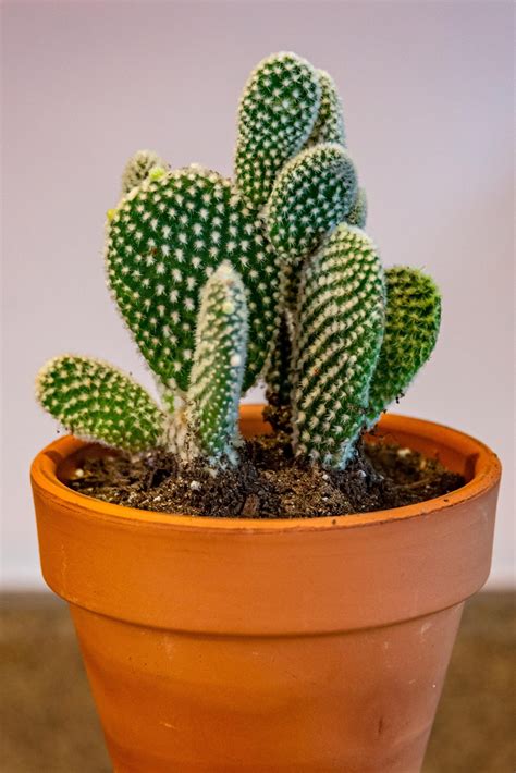 opuntia microdasys