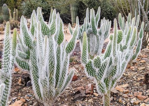 opuntia snow cactus