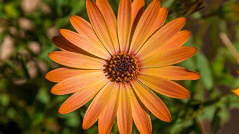 orange african daisy