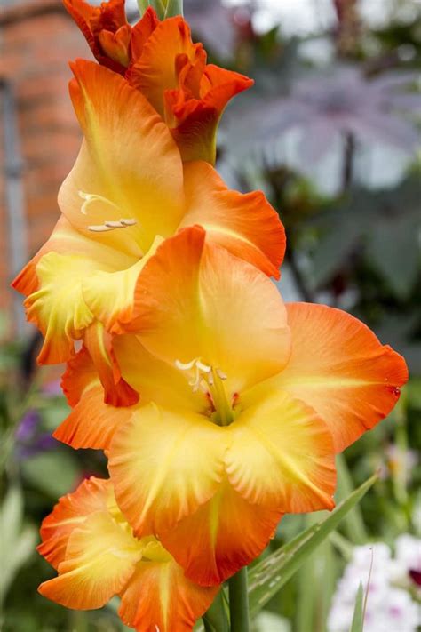 orange and yellow gladiolus