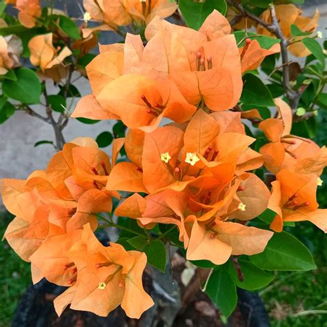 orange bougainvillea