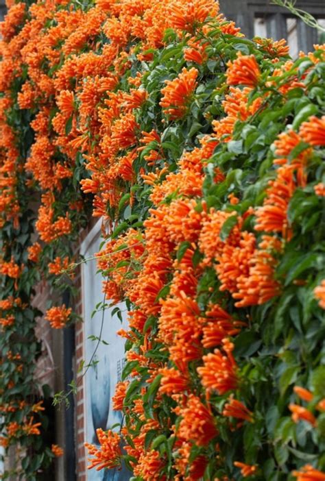 orange climbing flowers