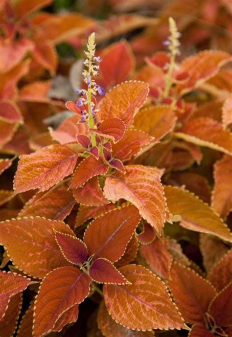 orange coleus