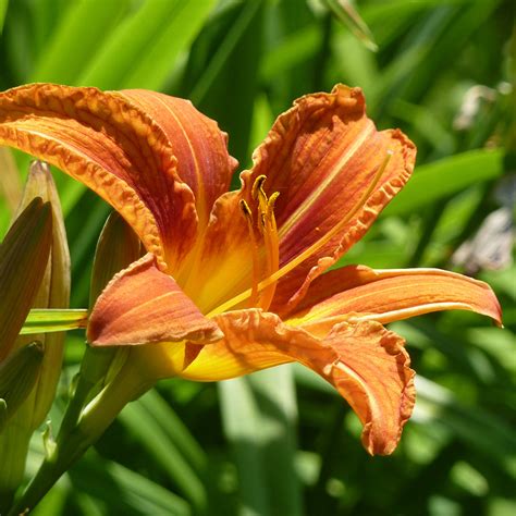 orange day lily