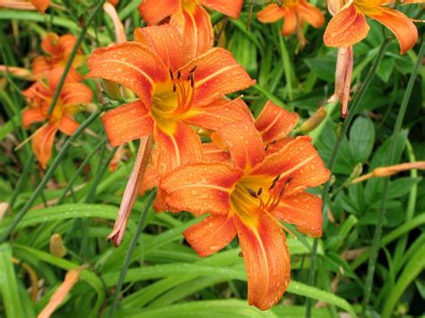 orange daylily