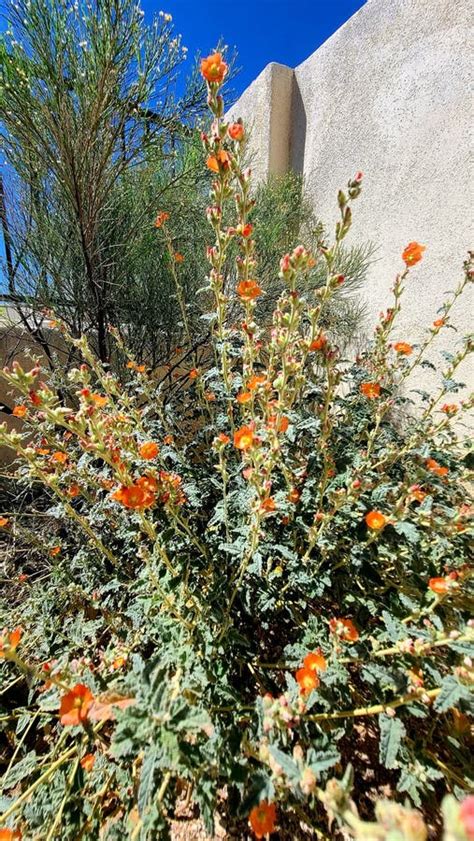 orange desert flower