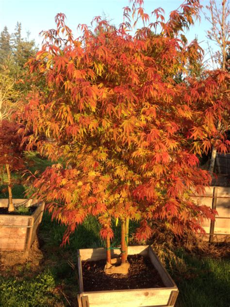 orange flame japanese maple