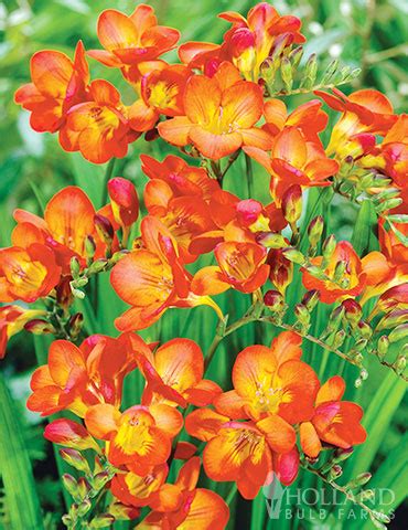 orange freesia