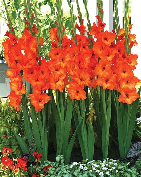 orange gladiolus flower