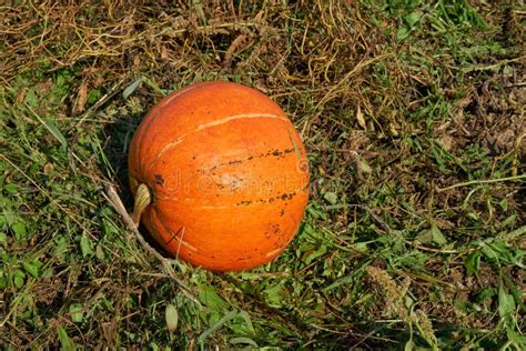 orange gourd