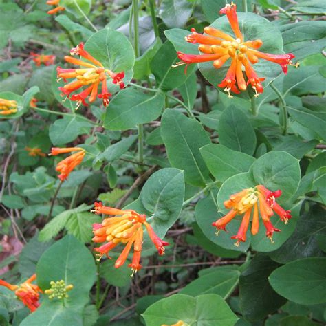 orange honeysuckle bush