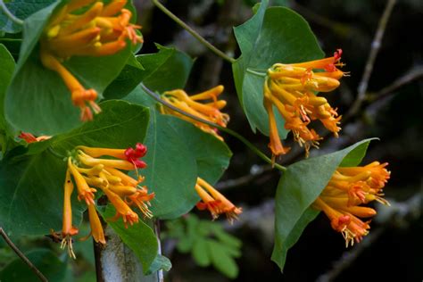 orange honeysuckle vine