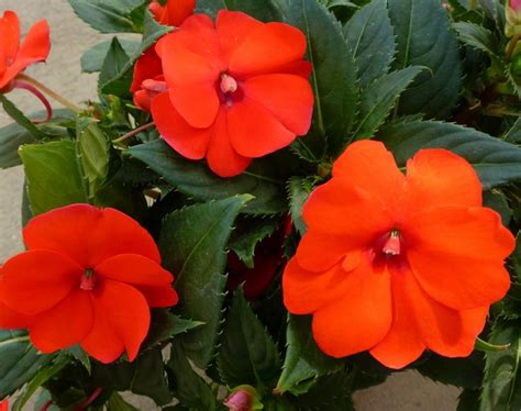 orange impatiens
