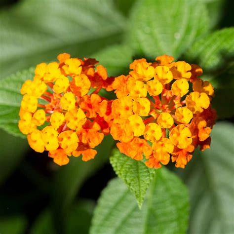orange lantana