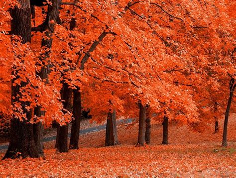 orange leaf fall trees
