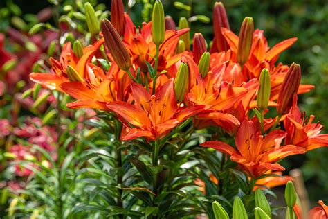 orange lily