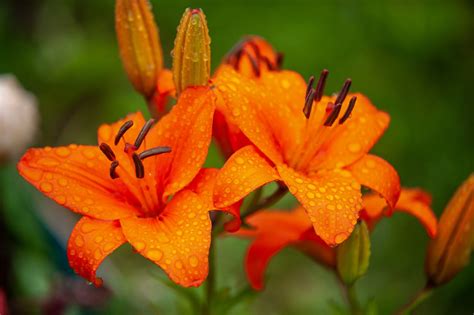 orange lily bulbs