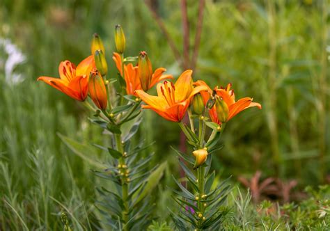 orange lily plant