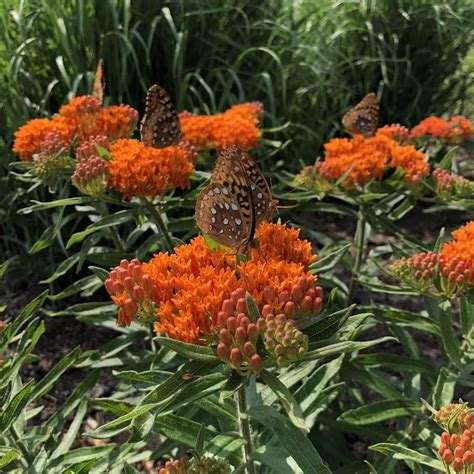 orange milkweed