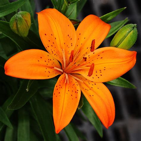 orange oriental lily