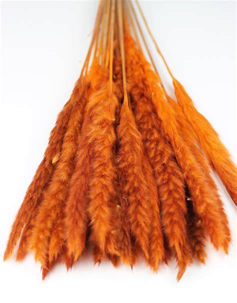 orange pampas grass