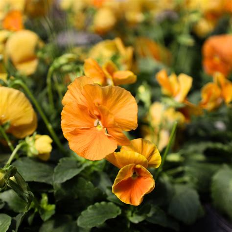 orange pansies