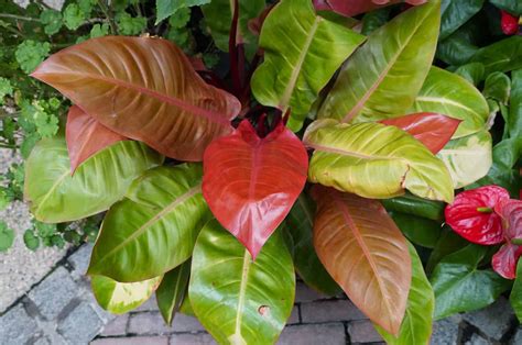 orange philodendron