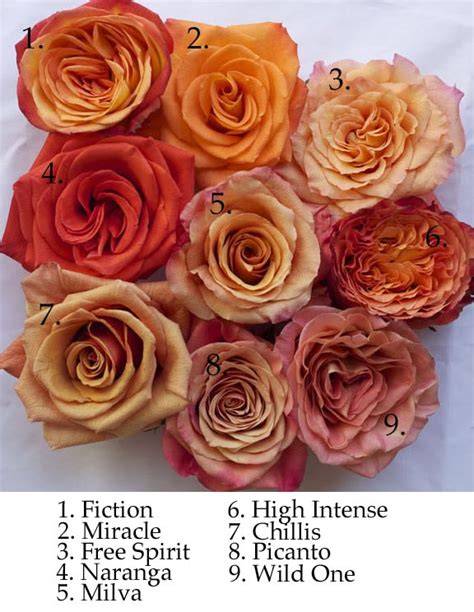 orange rose varieties