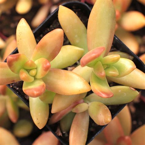 orange sedum