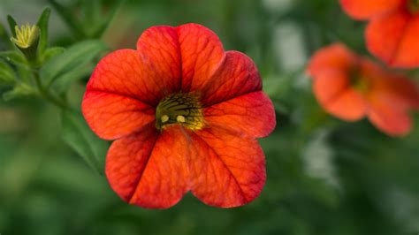 orange shade annuals