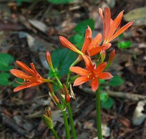 orange spider lily