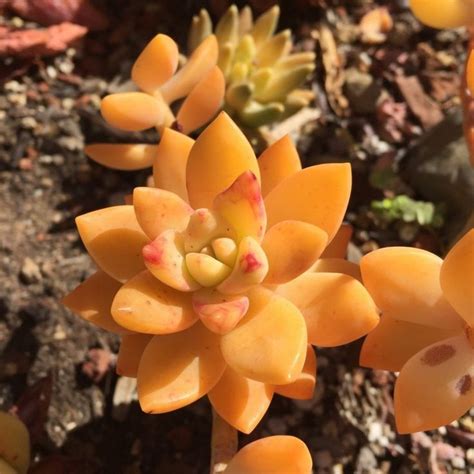 orange succulent