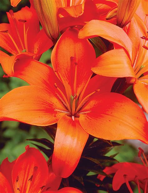 orange ton asiatic lily