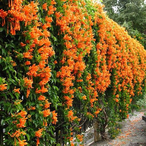 orange trumpet vine plant