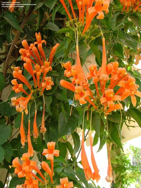 orange trumpet vine plant