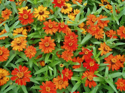 orange zinnias