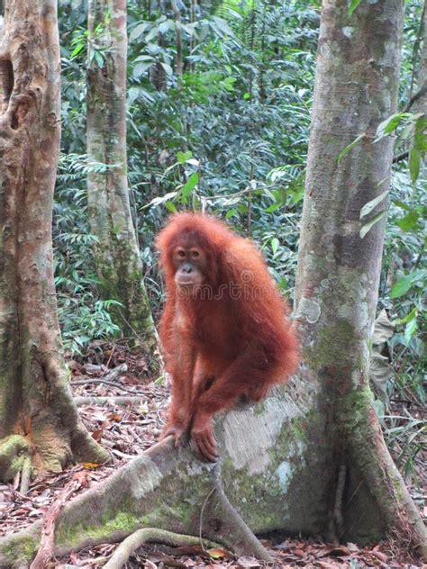 Orangutan