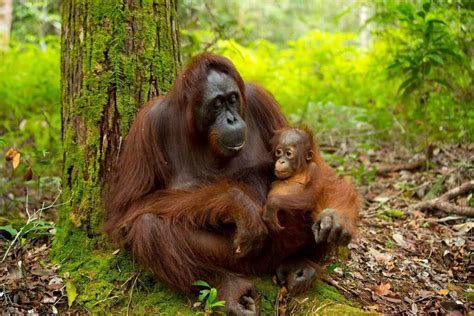 Habitat orangutan di kebun binatang