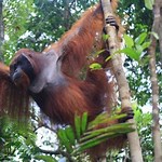 Orangutan Tanjung Puting