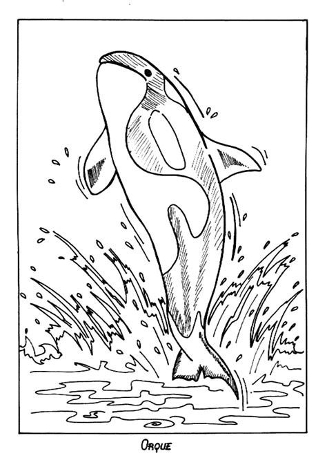 orcas coloring pages