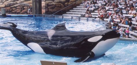 orcas in captivity alt