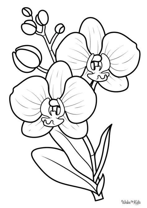 orchid colouring page