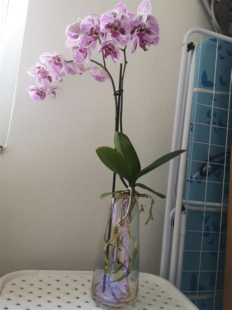 orchid without soil