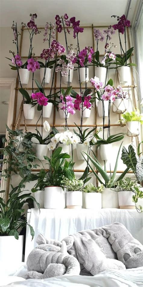 orchids display ideas