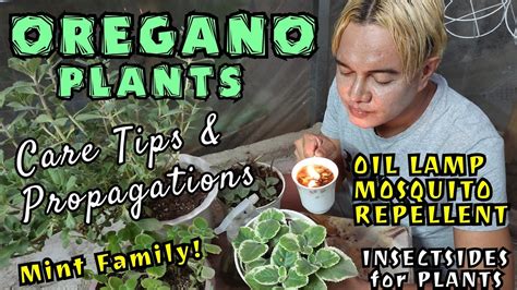 oregano plant as mosquito repellent