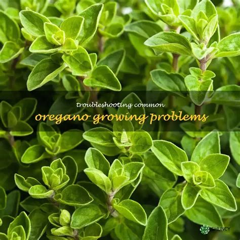 oregano problems